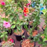 Plant Nursery in OMR