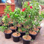 Plant Nursery in Chennai