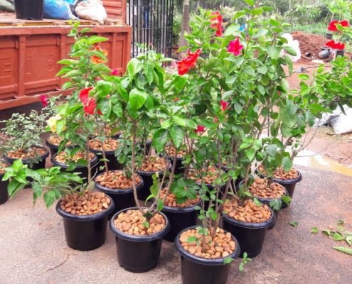 Plant Nursery in Chennai