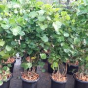 Plant Nursery in Chennai