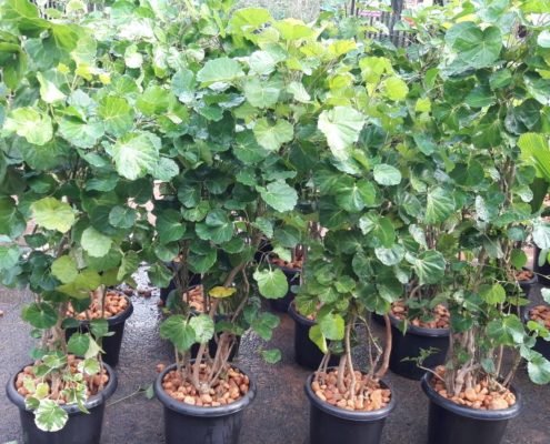 Plant Nursery in Chennai